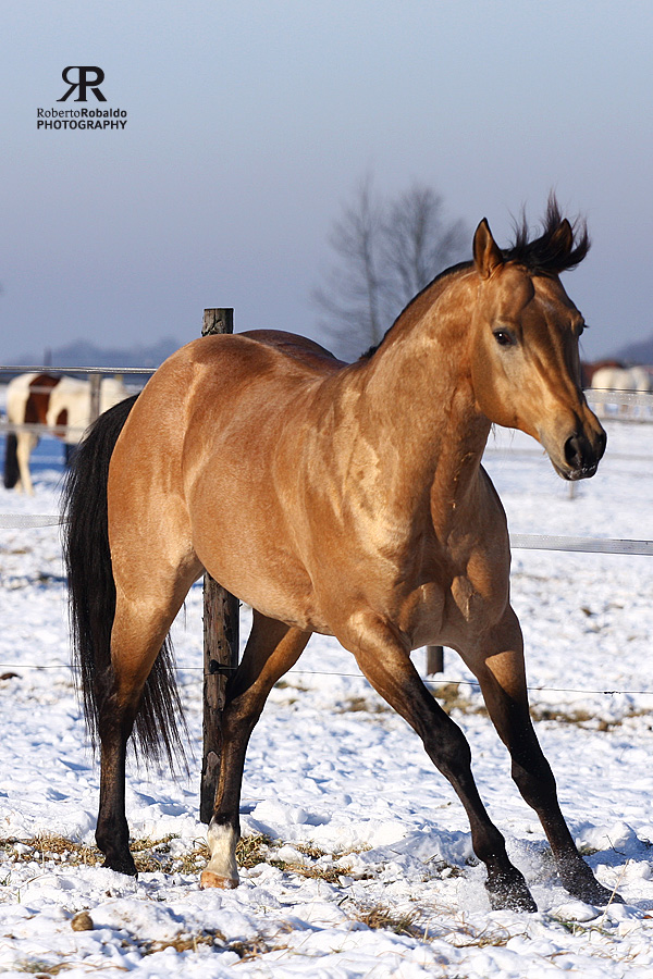 Buckskin Roan