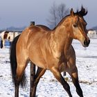 Buckskin Roan