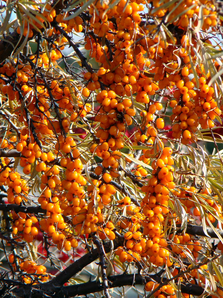 buckthorn, Siberian pantry vitamins