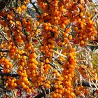 buckthorn, Siberian pantry vitamins