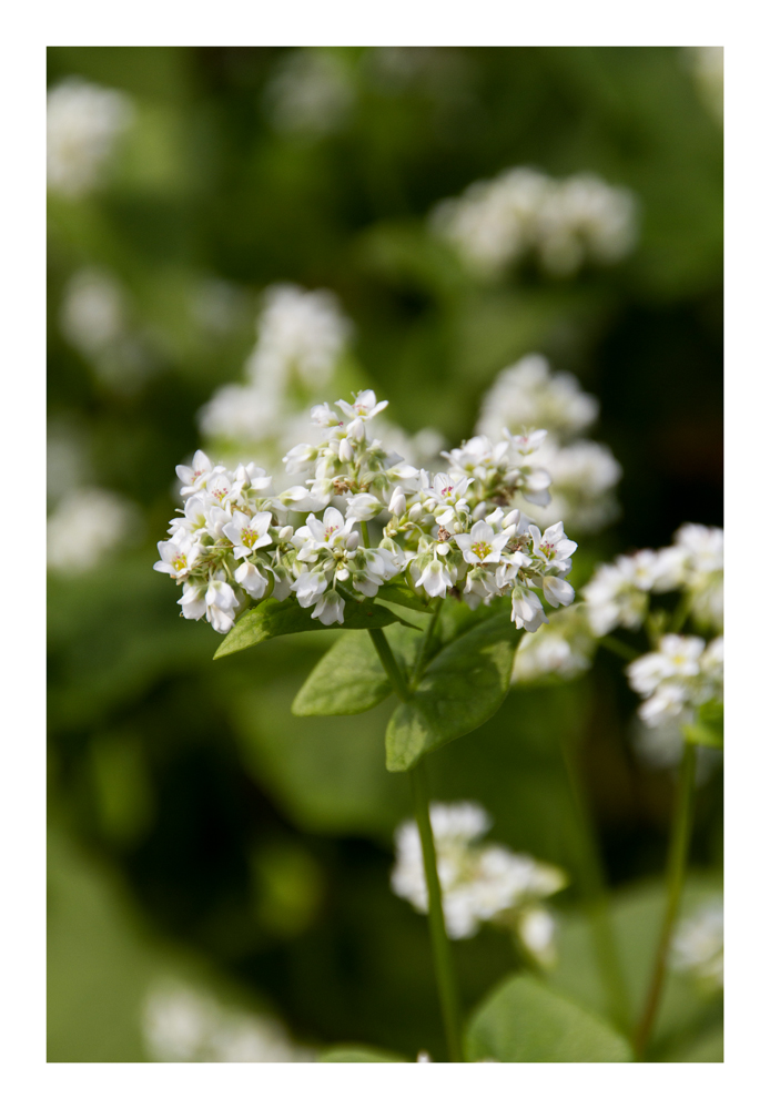 Buckwheat flower-2