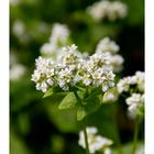 Buckwheat flower-2