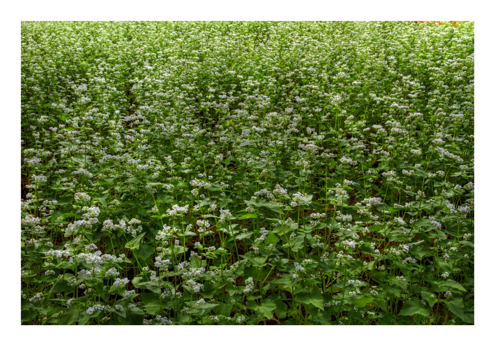 Buckwheat flower