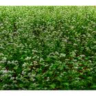 Buckwheat flower