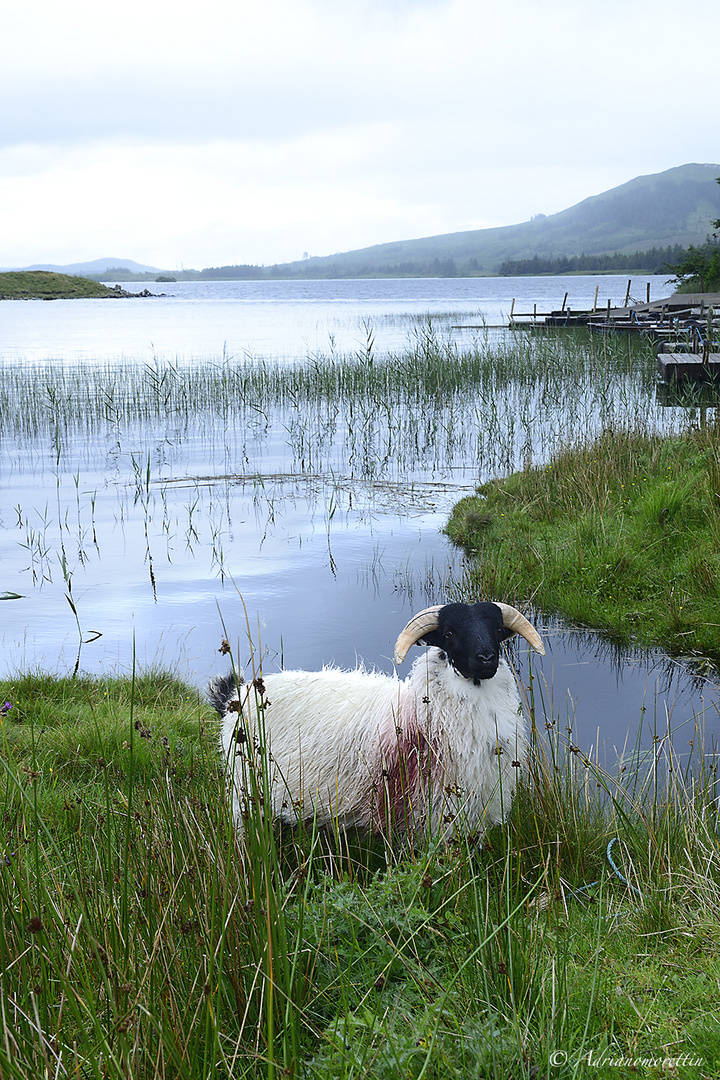 bucolica Irlanda 