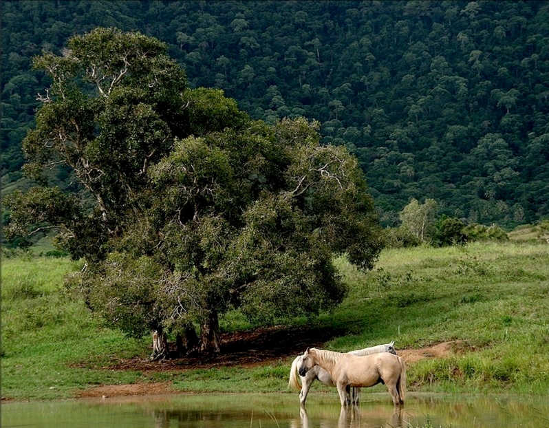 Bucolique