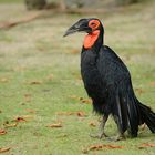 Bucorvus leadbeateri