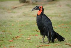 Bucorvus leadbeateri