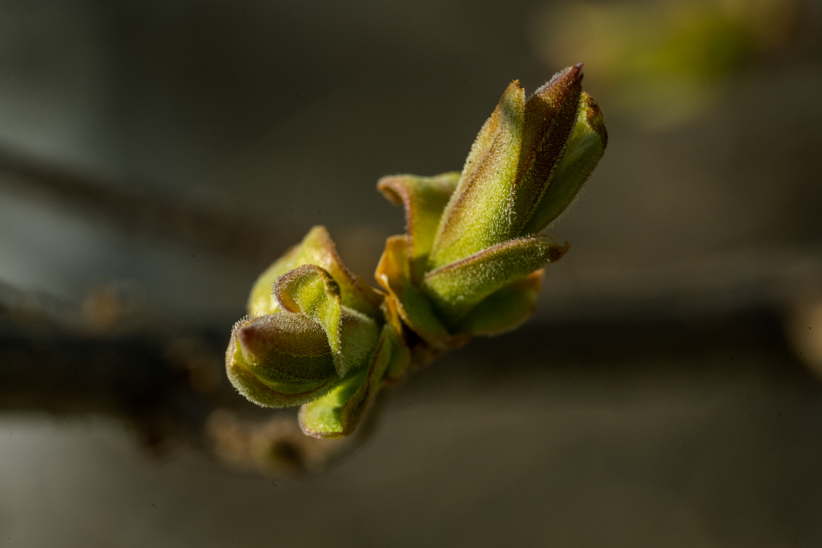 Bud bursts