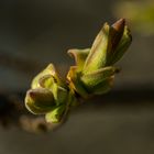 Bud bursts