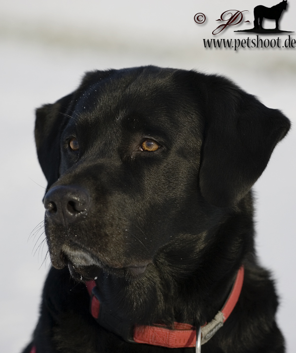 Bud im Schnee