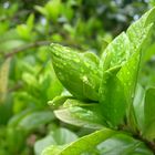 Bud under rain