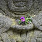 Budda mit Blume