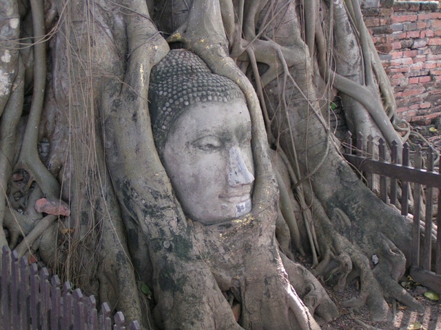 BUDDA NELL'ALBERO( AYUTTHAYA)