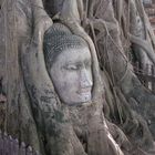 BUDDA NELL'ALBERO( AYUTTHAYA)