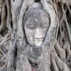 budda tra gli alberi