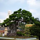 Buddah hinter Bonsai