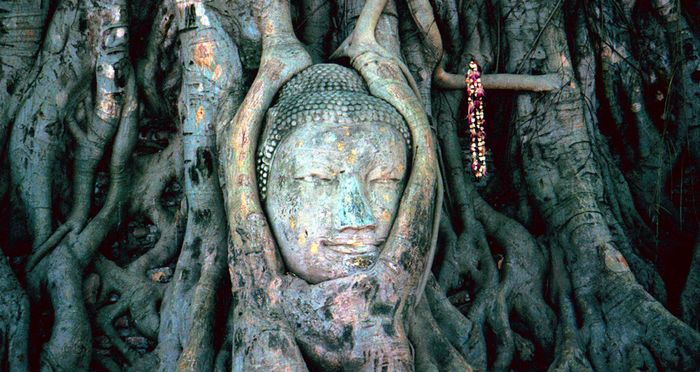 Buddah Tree