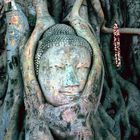 Buddah Tree