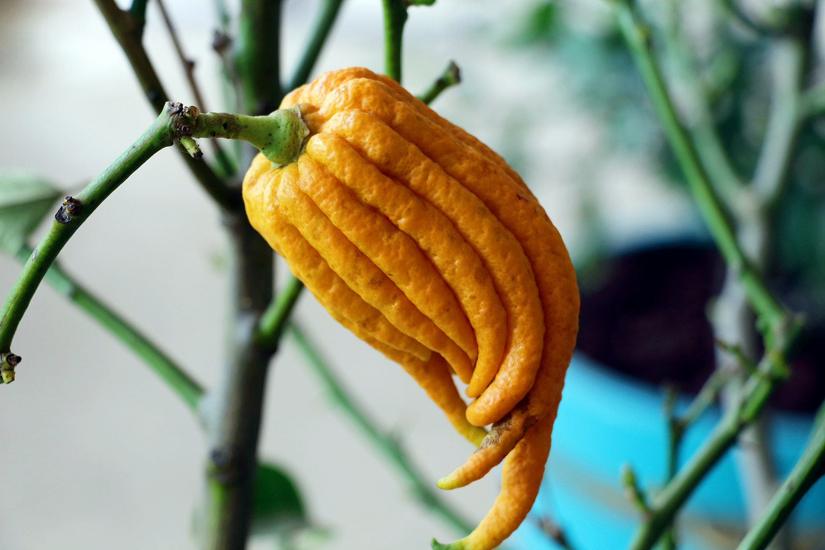 Buddahs Hand, Citrus medica