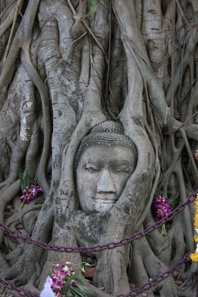 Buddakopf in Ayutthaya