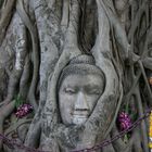 Buddakopf in Ayutthaya