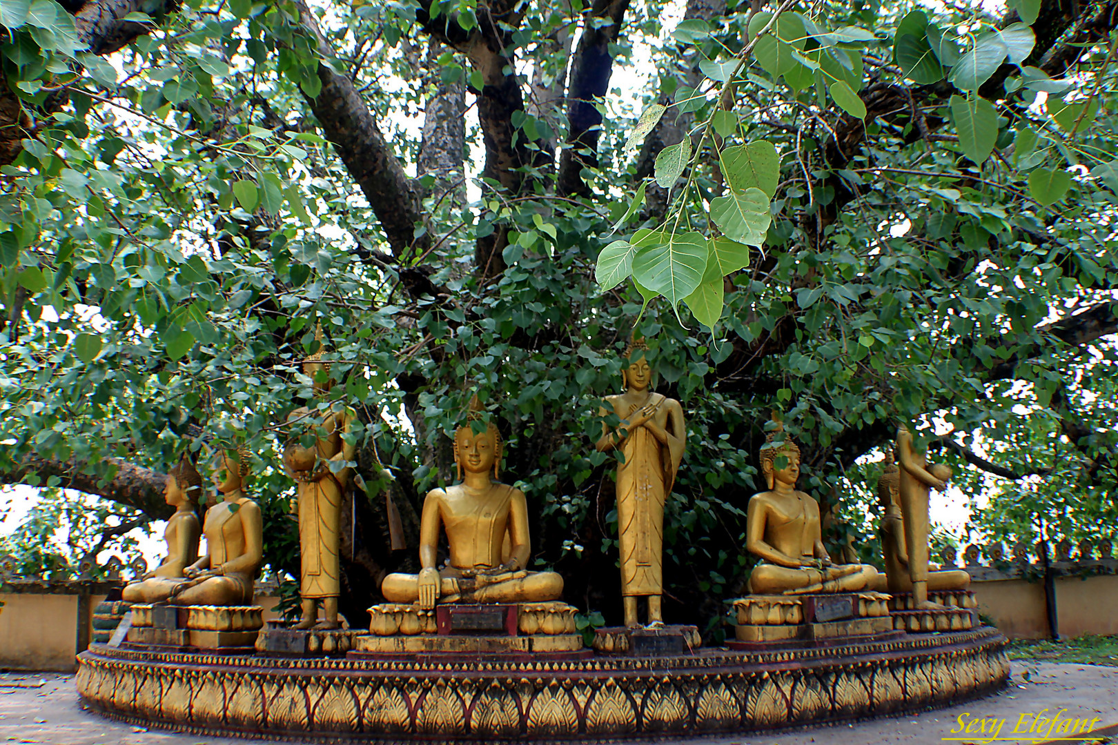 Buddastaturen im Schatten