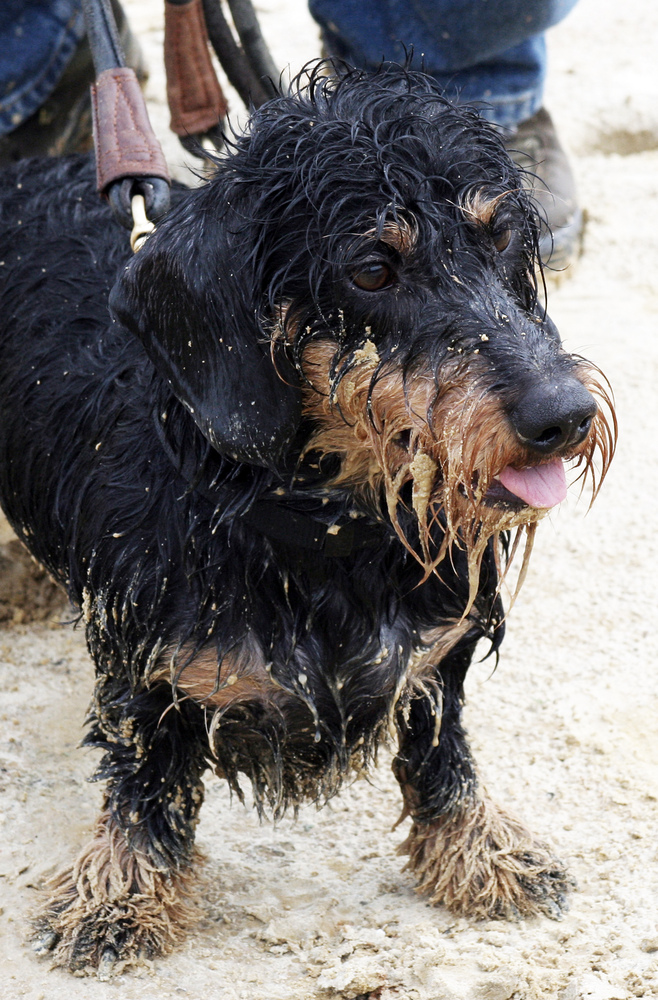 Buddeln am Strand Foto & Bild tiere, haustiere, hunde Bilder auf