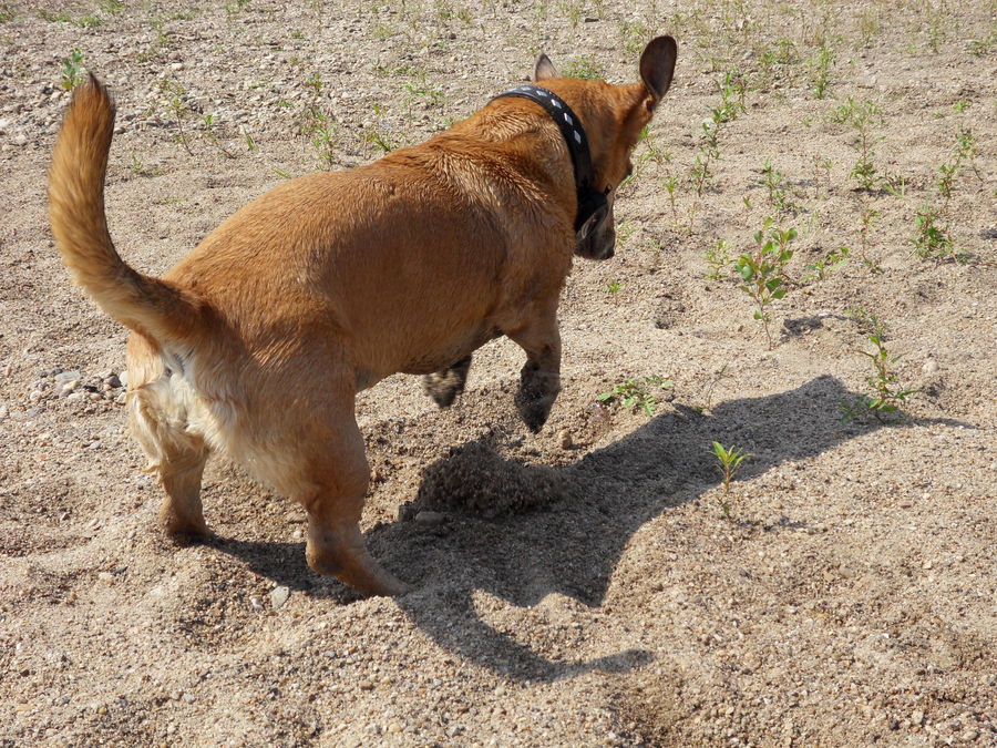 buddeln macht Spass