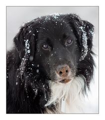 Buddelschneeschnauze