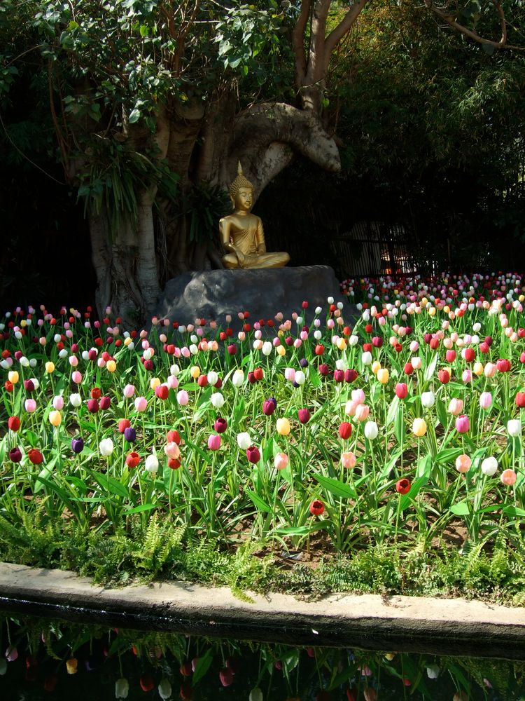 Buddha bewacht Tulpen