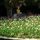 Buddha bewacht Tulpen