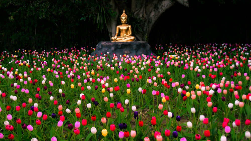 Buddha e tulipani