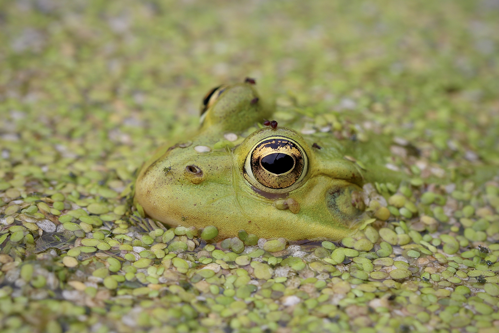  Buddha-Frosch im Linseneintopf