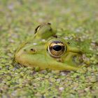  Buddha-Frosch im Linseneintopf