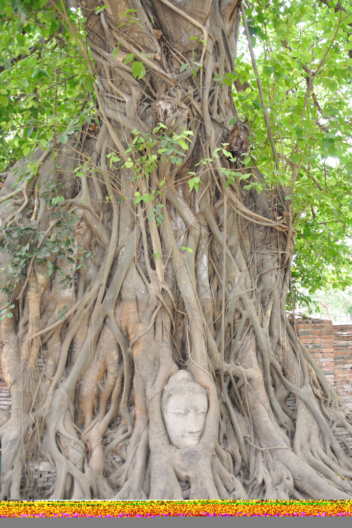 Buddha geborgen in Baumwurzeln