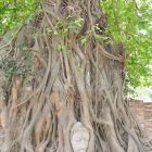 Buddha geborgen in Baumwurzeln