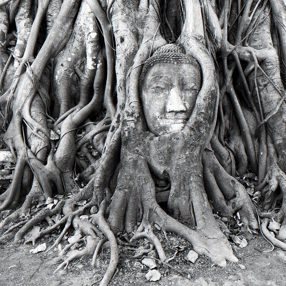 Buddha im Baum