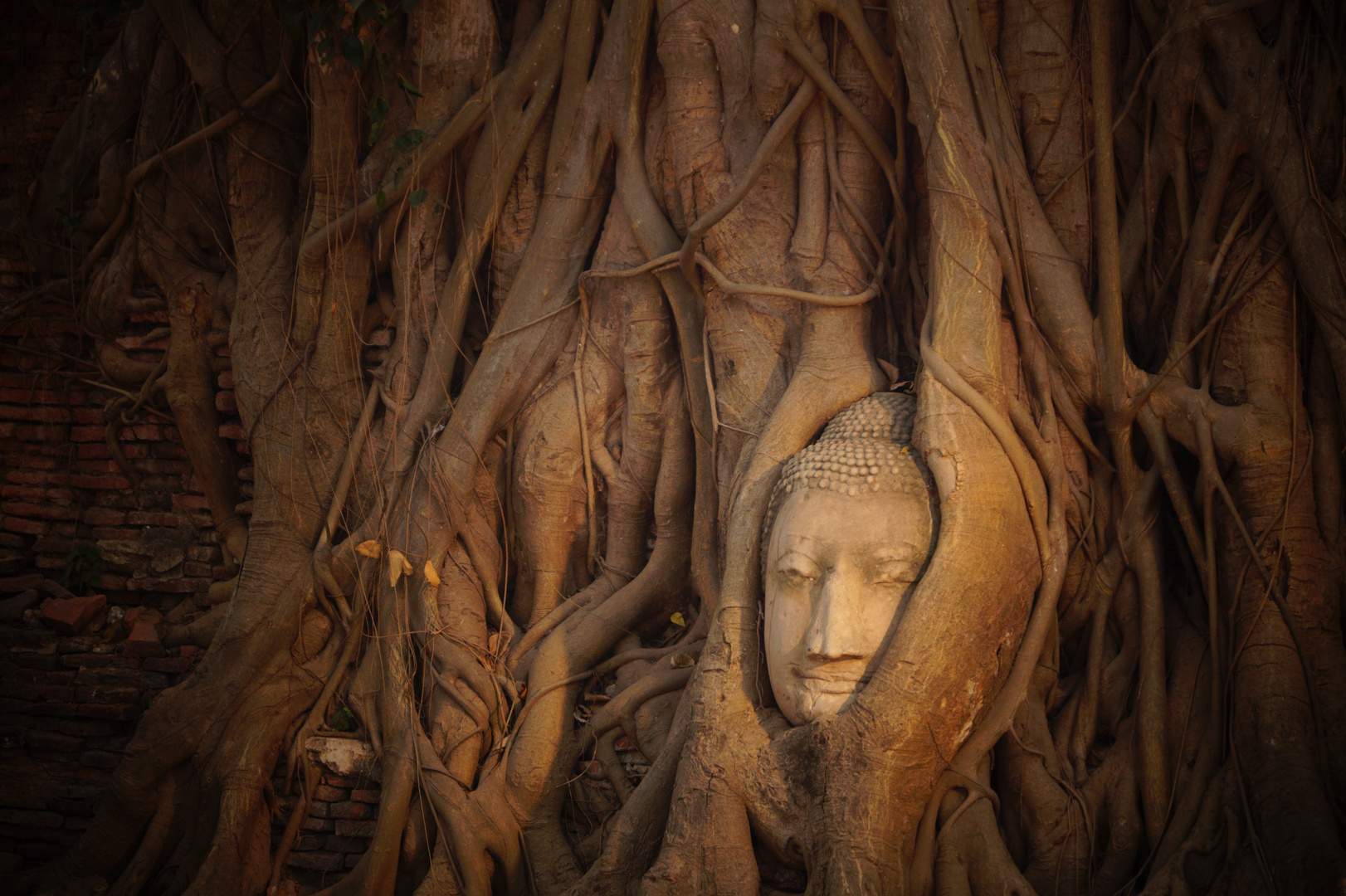 Buddha im Baum