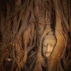 Buddha im Baum