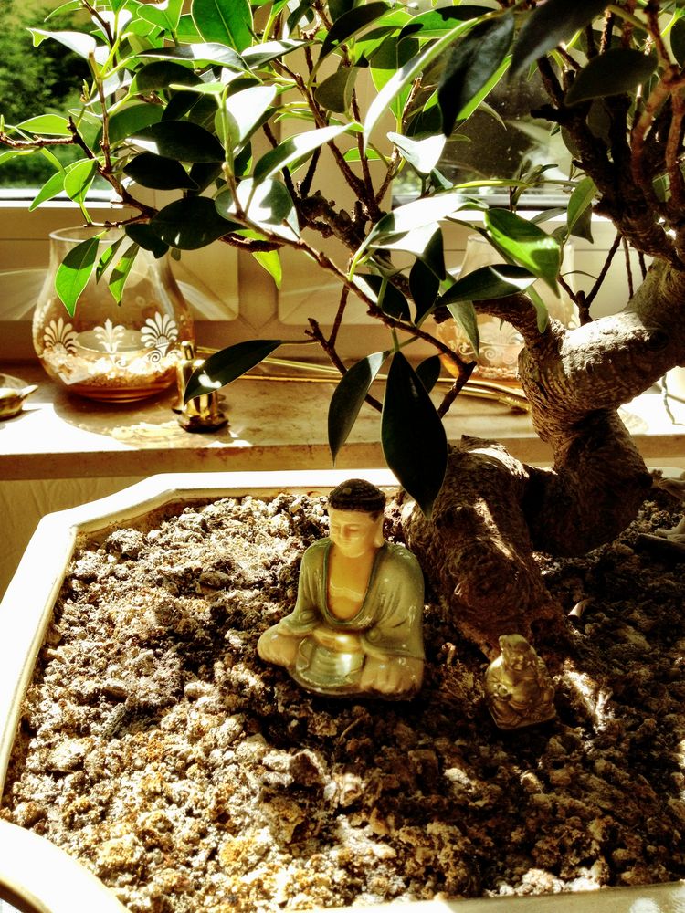 Buddha im Bonsai Schatten Foto Bild stillleben Buddha im Bonsai Schatten Foto Bild stillleben