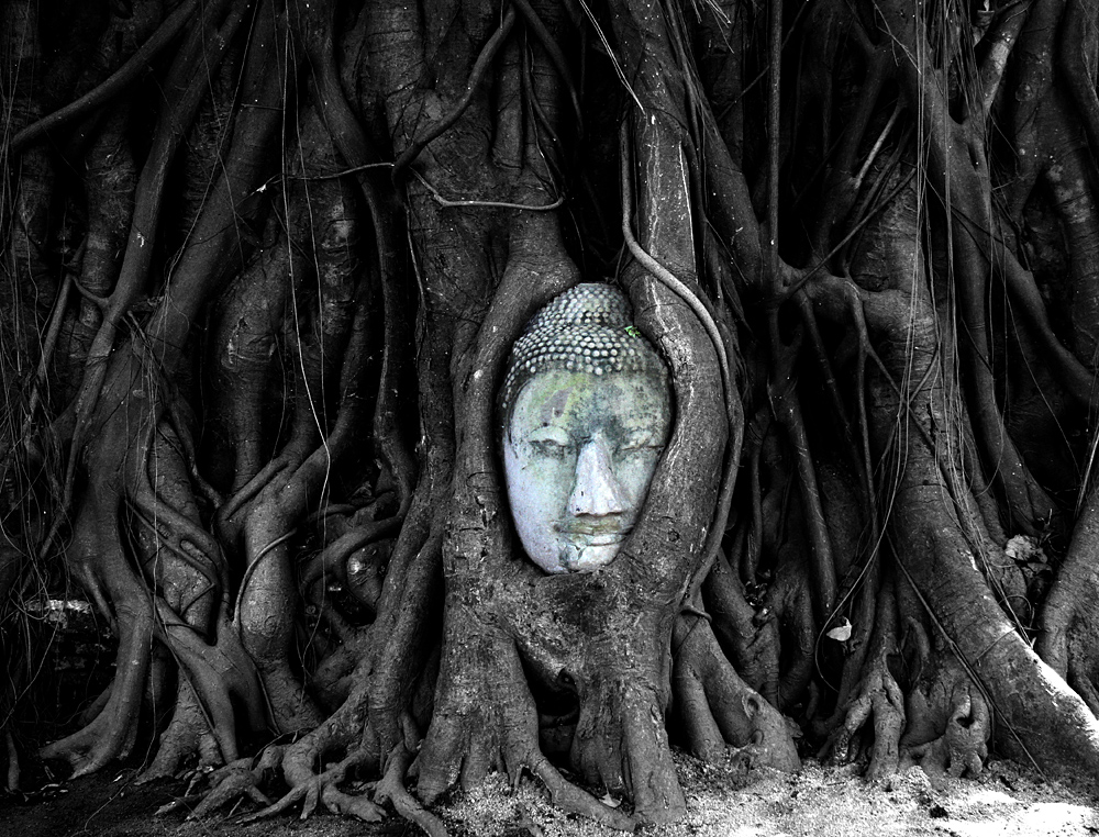 Buddha im Feigenbaum