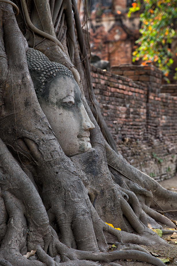 Buddha im Feigenbaum