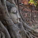 Buddha im Feigenbaum