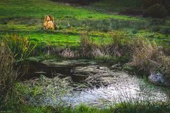 Buddha im Schwarzwald