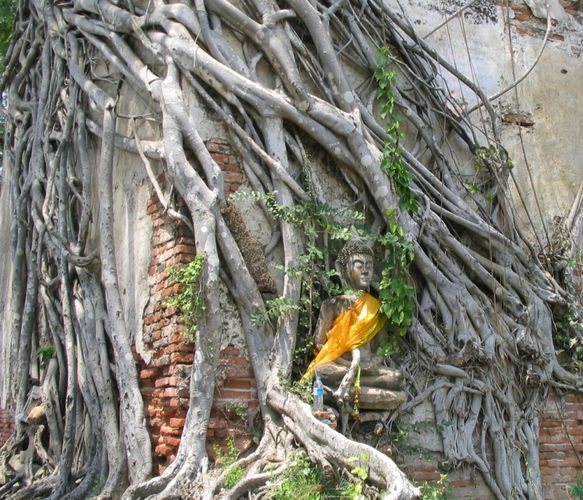 Buddha in Ayuttayah