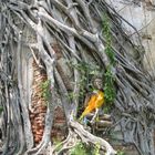 Buddha in Ayuttayah