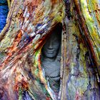 Buddha in Baum