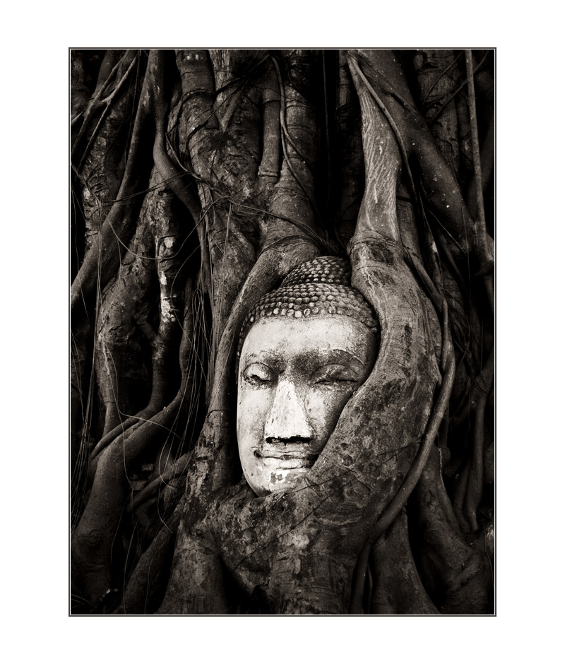 buddha in tree