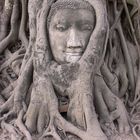 Buddha ist eins mit der Natur